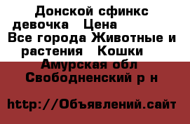 Донской сфинкс девочка › Цена ­ 15 000 - Все города Животные и растения » Кошки   . Амурская обл.,Свободненский р-н